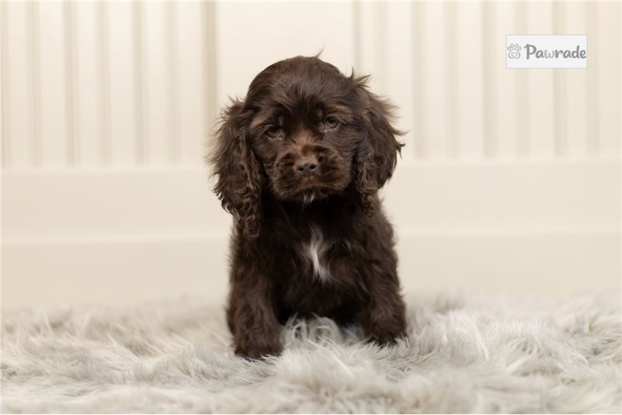 Martijn Cocker Spaniel Puppy DF0876 Pawrade