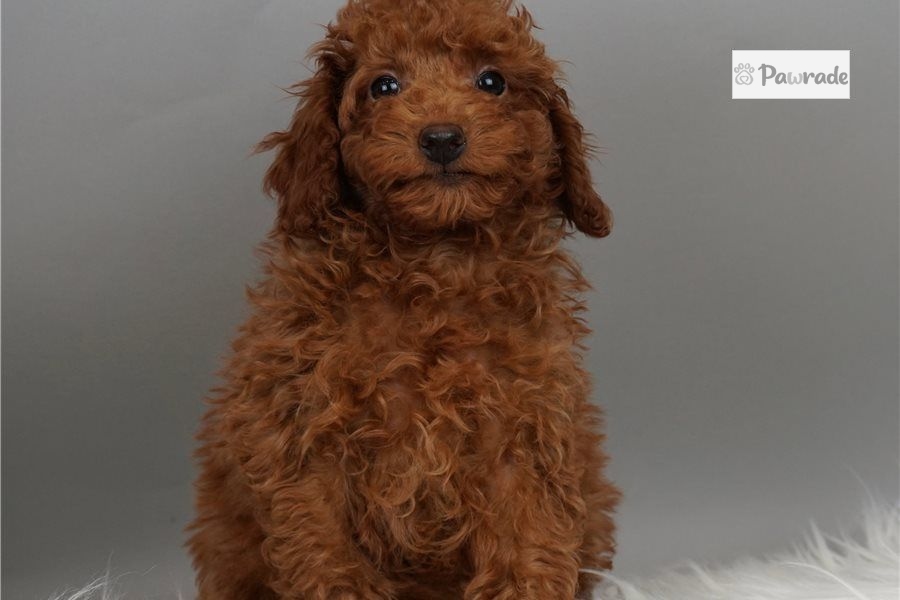 Spark - Poodle, Miniature Puppy 4CBA0C | Pawrade