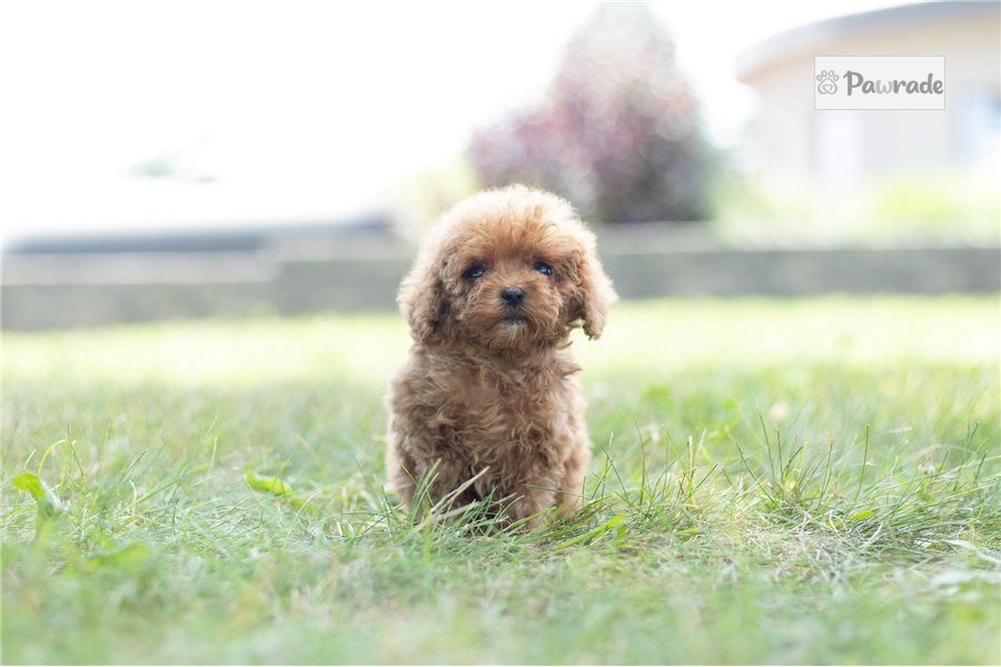 Caramel - Miniature Poodle Puppy 44B778 | Pawrade