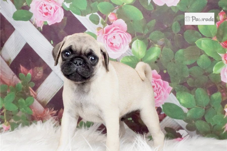 Oti - Pug Puppy B43168 | Pawrade