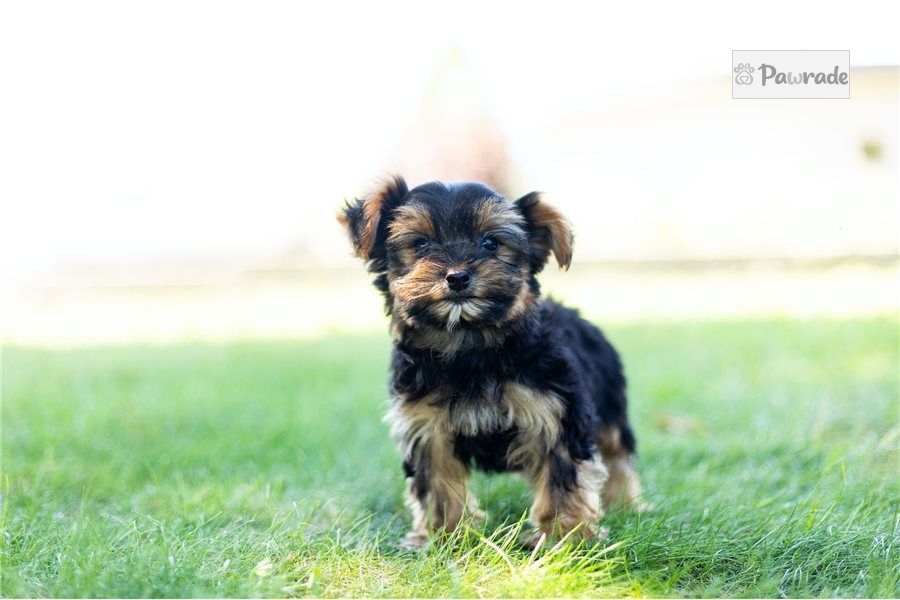 Heidi - Yorkshire Terrier - Yorkie 290389