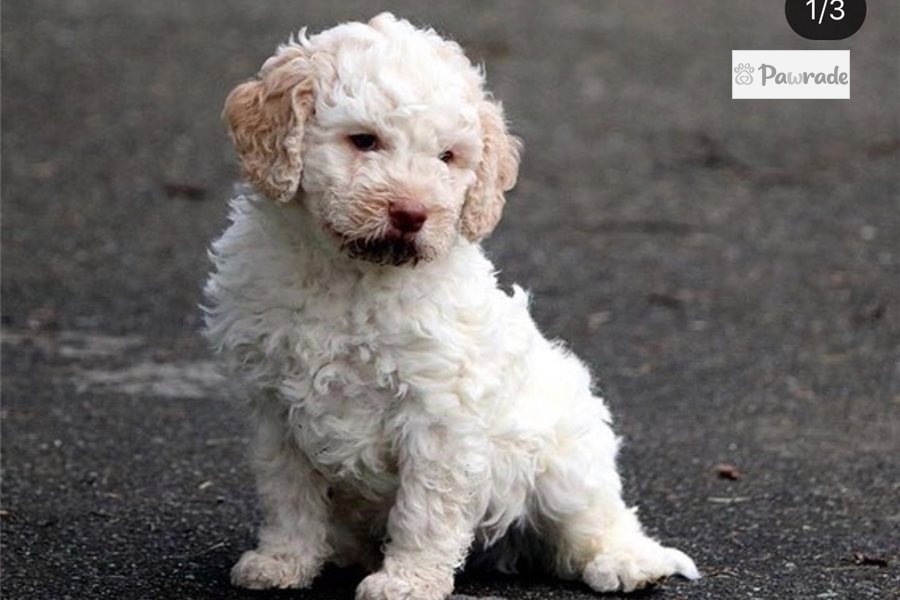 Male Lagotto Romagnolo Puppy 80F3E7 Pawrade