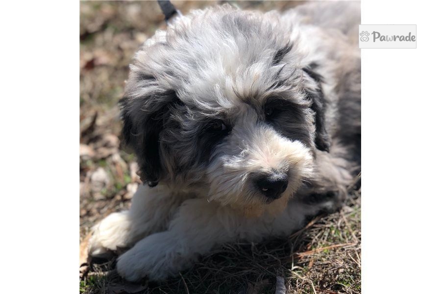 Phoenix - Aussiedoodle Puppy 111303 | Pawrade