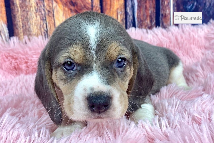 Patches - Beagle Puppy 9DD461 | Pawrade