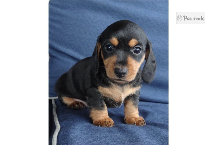 Missy Dachshund, Mini Puppy 54550A Pawrade