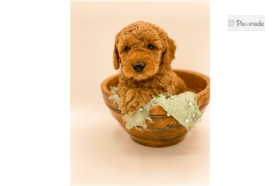 Jam Mini Goldendoodle Puppy D5E6FF Pawrade