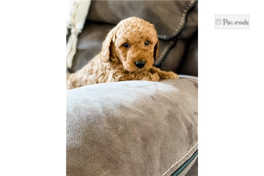 Jam Mini Goldendoodle Puppy D5E6FF Pawrade