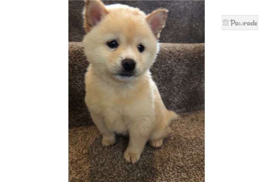 Sassy - Shiba Inu Puppy 389DAA | Pawrade