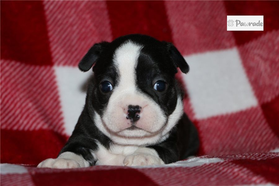 Bruiser - Boston Terrier Puppy 377BE2 | Pawrade