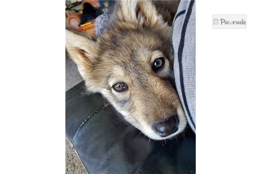 Tawny Wolf Hybrid Puppy 9FA835 Pawrade