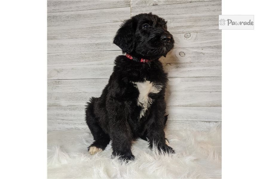 Carson - Irish Wolfadoodle Puppy DC3CF5 | Pawrade