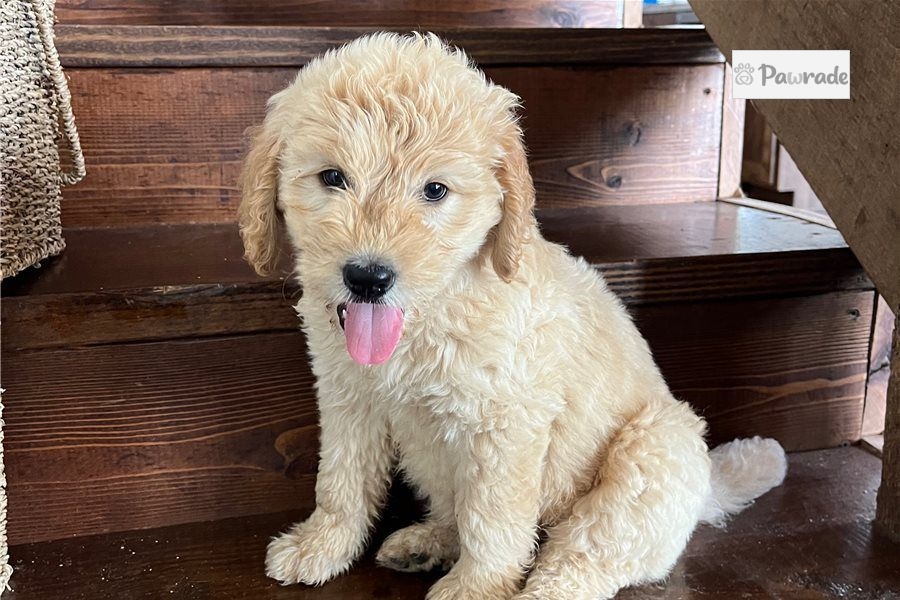 Raya - Goldendoodle Puppy 470976 | Pawrade