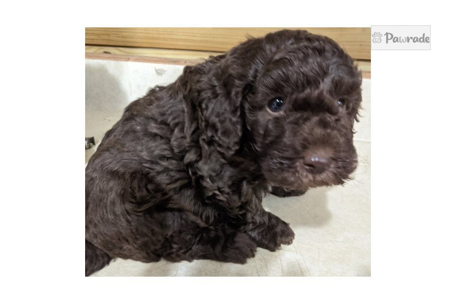 Big Brown - Poodle, Miniature Puppy 8AEEB4 | Pawrade