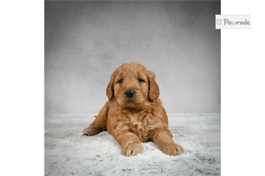 Susan - Goldendoodle Puppy 6EBC9B | Pawrade