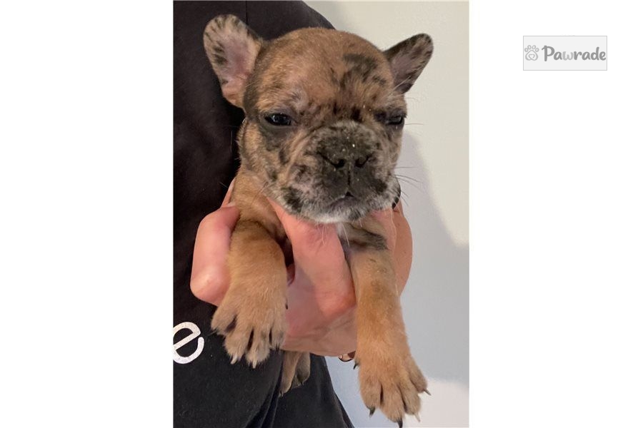 Anne French Bulldog Puppy D51137 Pawrade
