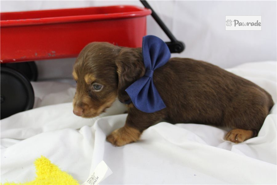 Bean Dachshund Puppy C6E55B Pawrade