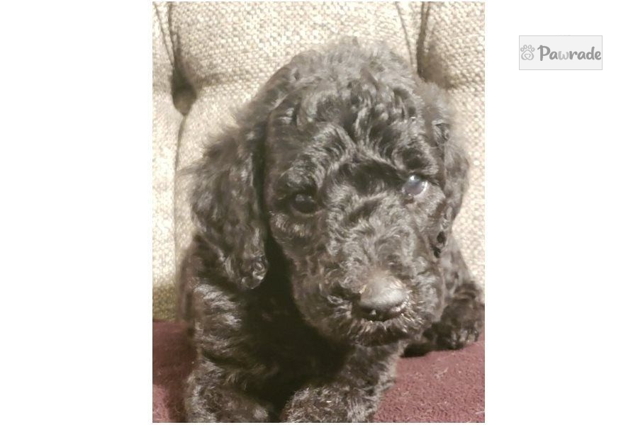 Clyde Irish Wolfadoodle Puppy 8E2946 Pawrade