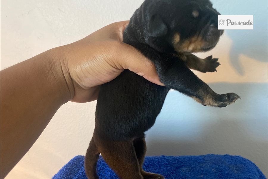 Axel Rottweiler Puppy 5991F6 Pawrade