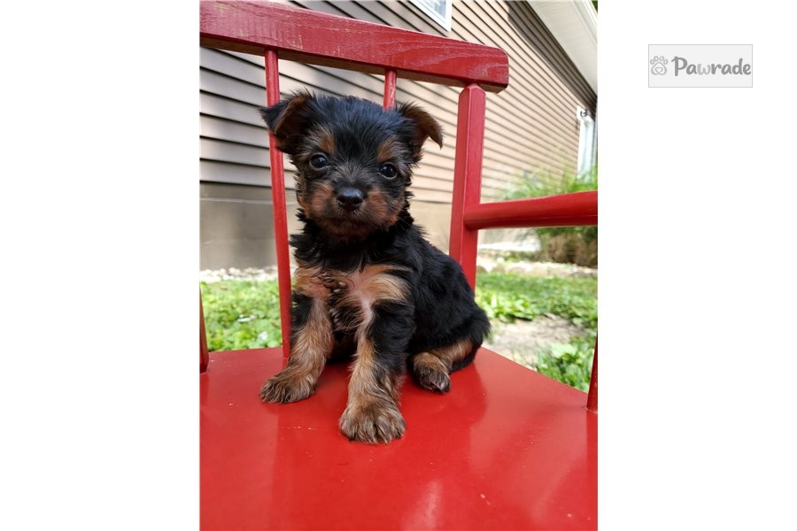 Milton Yorkshire Terrier Yorkie 4E61C2
