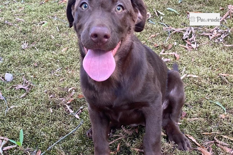 Cinnamon Labrador Retriever Puppy BB8BC0 Pawrade