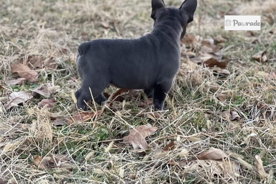 Denim French Bulldog Puppy 2C86AF Pawrade