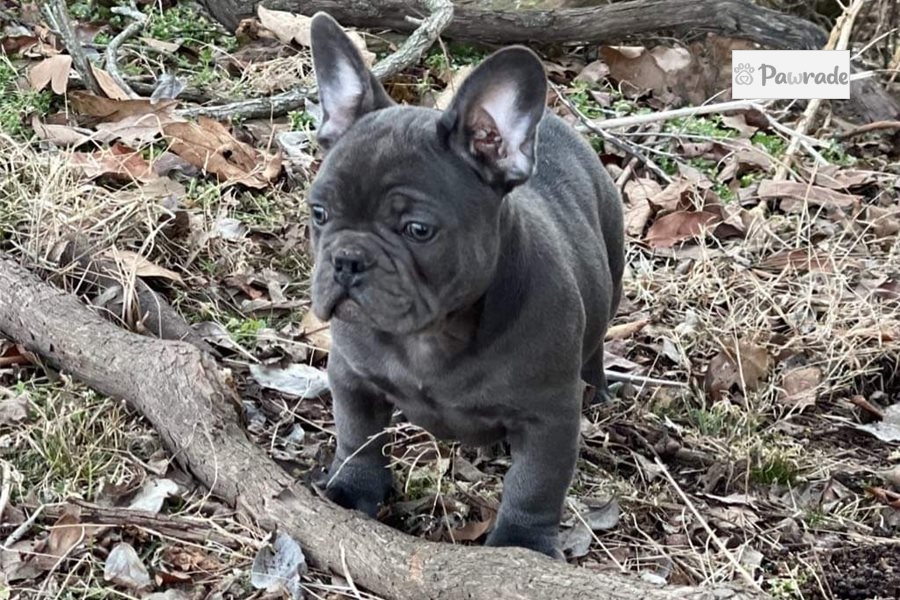 Denim French Bulldog Puppy 2C86AF Pawrade