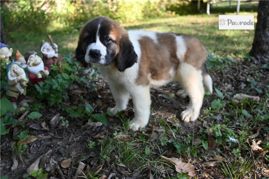 Holly Saint Bernard St. Bernard 9703A0