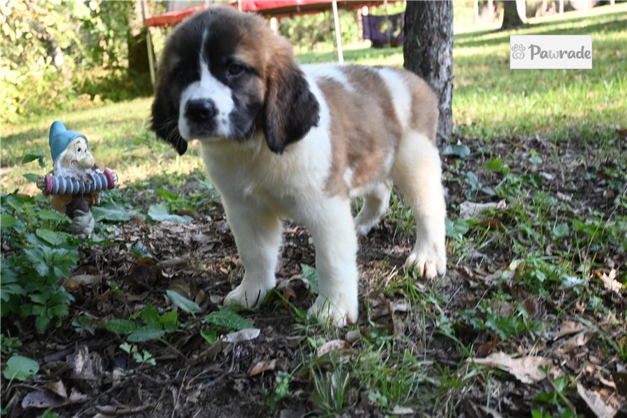 Holly Saint Bernard St. Bernard 9703A0