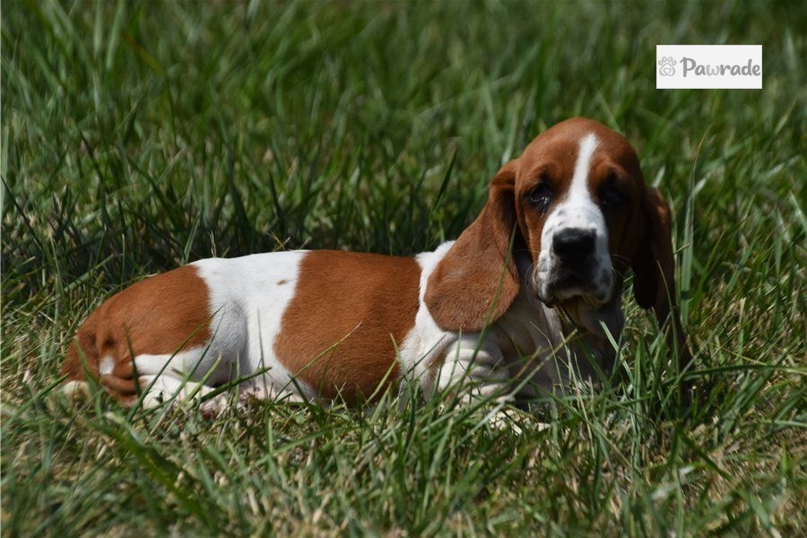 Ava - Basset Hound Puppy B6D733 | Pawrade