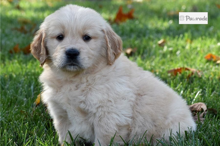 douglas golden retriever