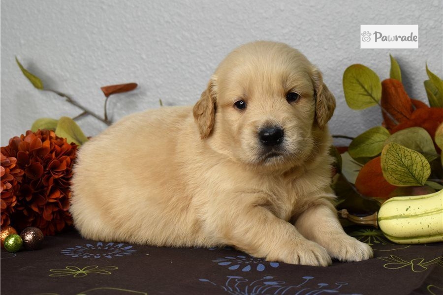 douglas golden retriever