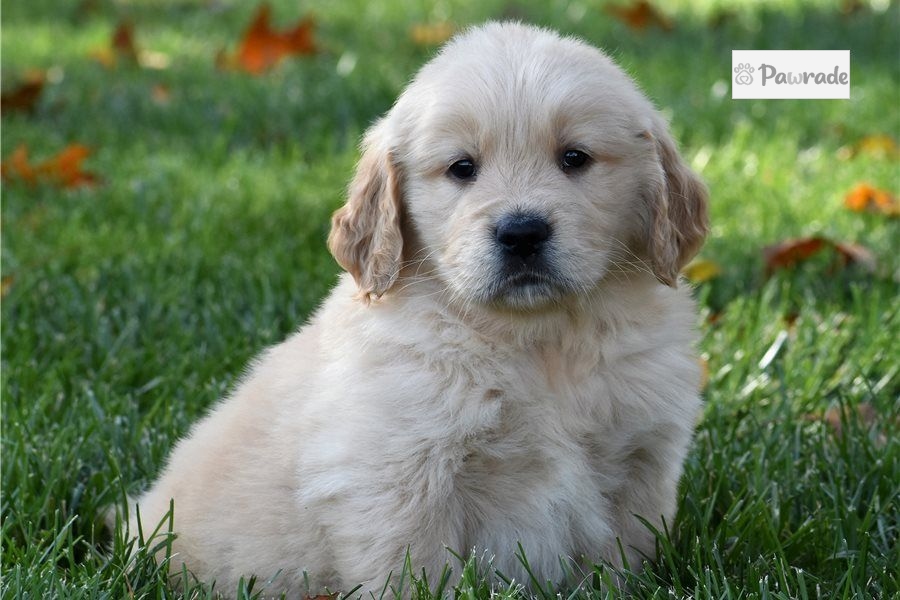 theresa douglas golden retriever