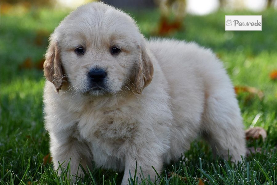 douglas golden retriever