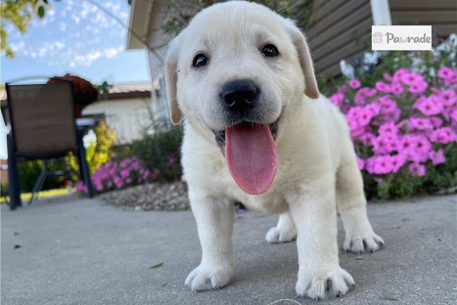 Mitchell Labrador Retriever Puppy C6F154 Pawrade