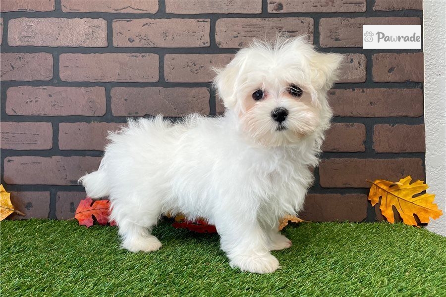 Lionel Maltese Puppy 07D208 Pawrade