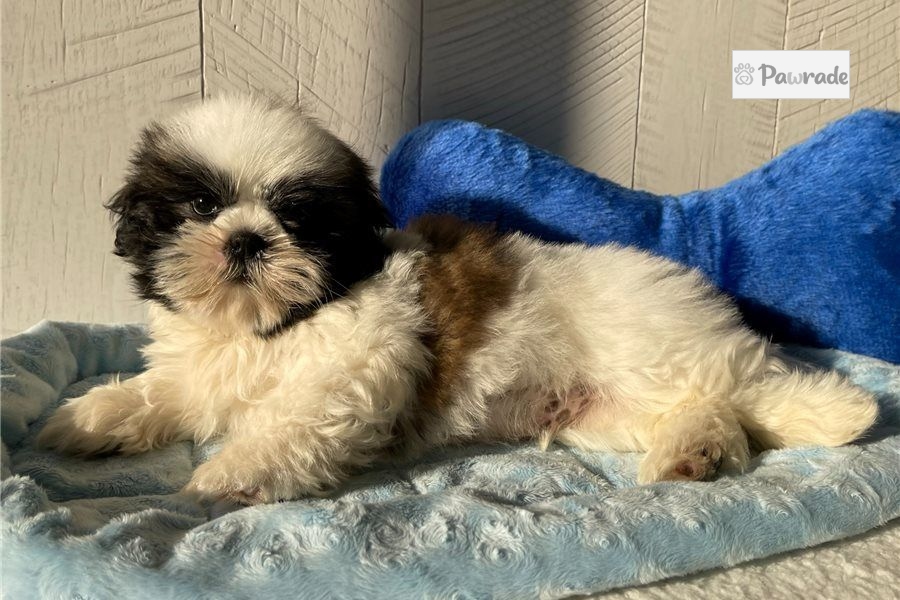 Comet Shih Tzu Puppy 4D720B Pawrade