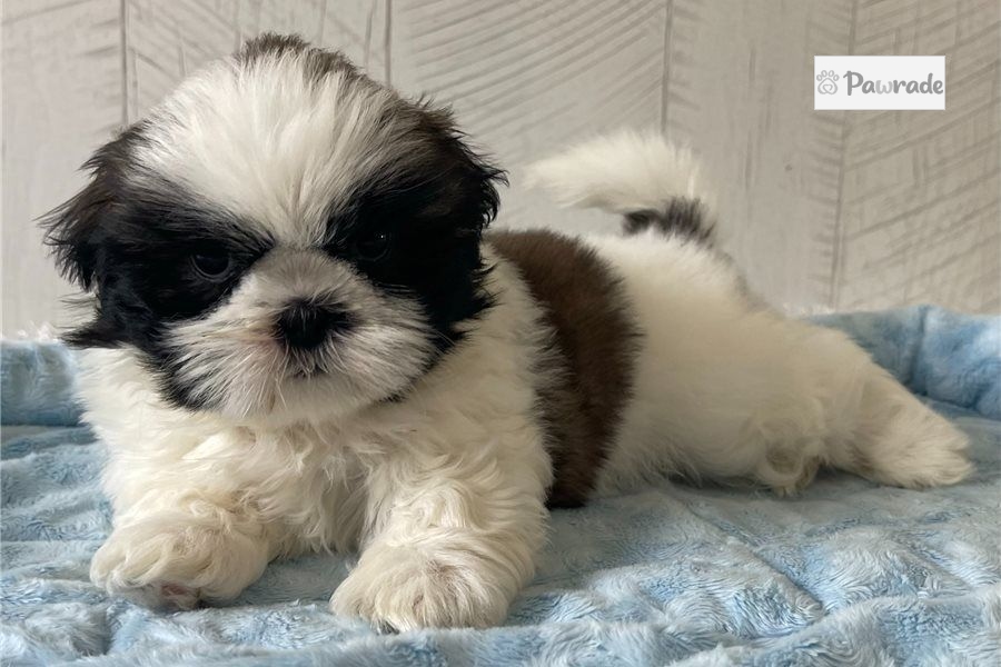 Comet Shih Tzu Puppy 4D720B Pawrade