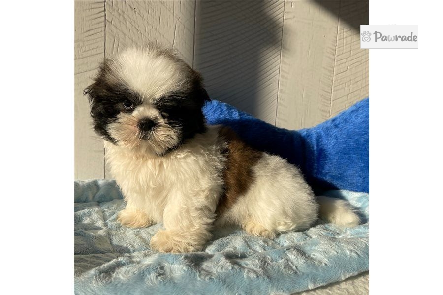 Comet Shih Tzu Puppy 4D720B Pawrade