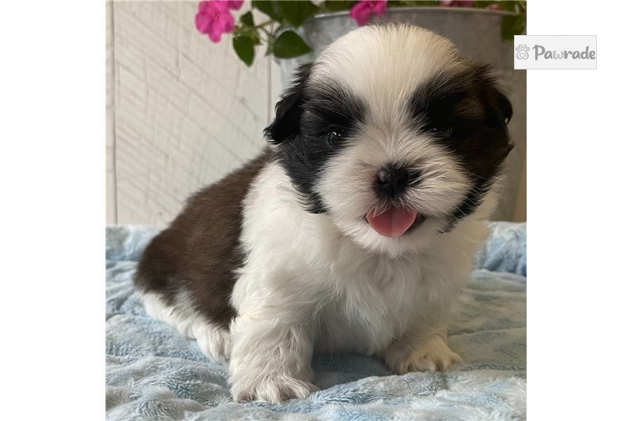 Comet Shih Tzu Puppy 4D720B Pawrade