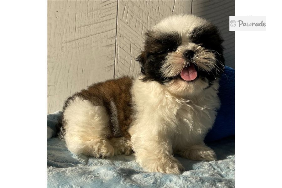 Comet Shih Tzu Puppy 4D720B Pawrade