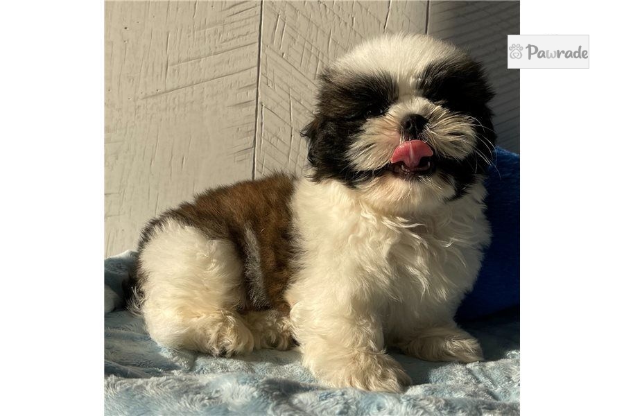 Comet Shih Tzu Puppy 4D720B Pawrade