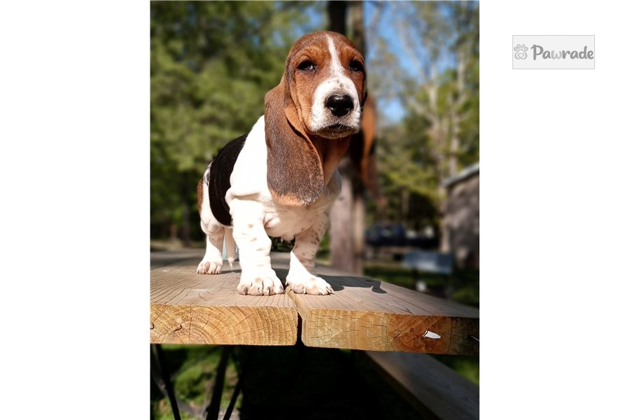 Vivian Basset Hound Puppy C6E01B Pawrade