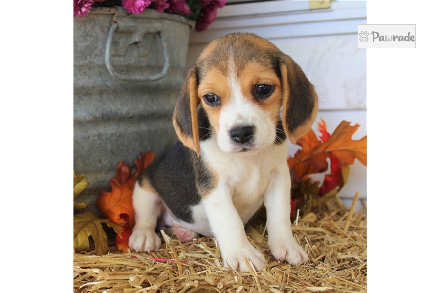 Beagle Puppy 428CF3 Pawrade
