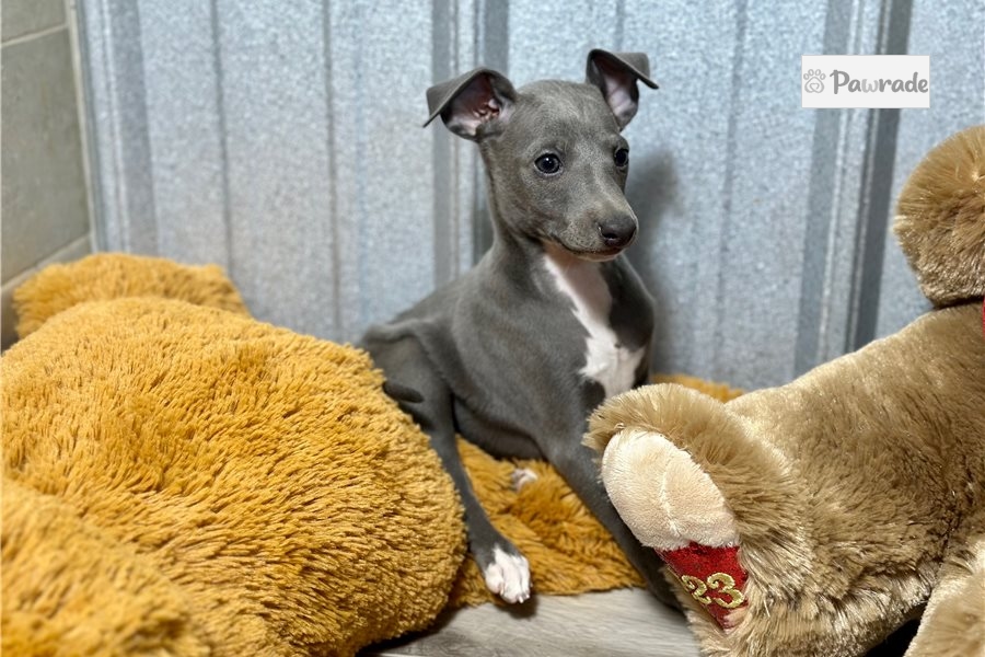 Tyler Italian Greyhound Puppy DAA487 Pawrade