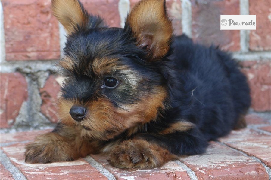 Brenda - Yorkshire Terrier - Yorkie 3B64Cd