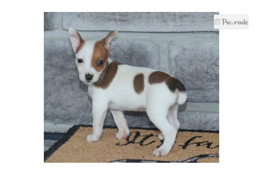 Mickey Rat Terrier Puppy 381CEC Pawrade