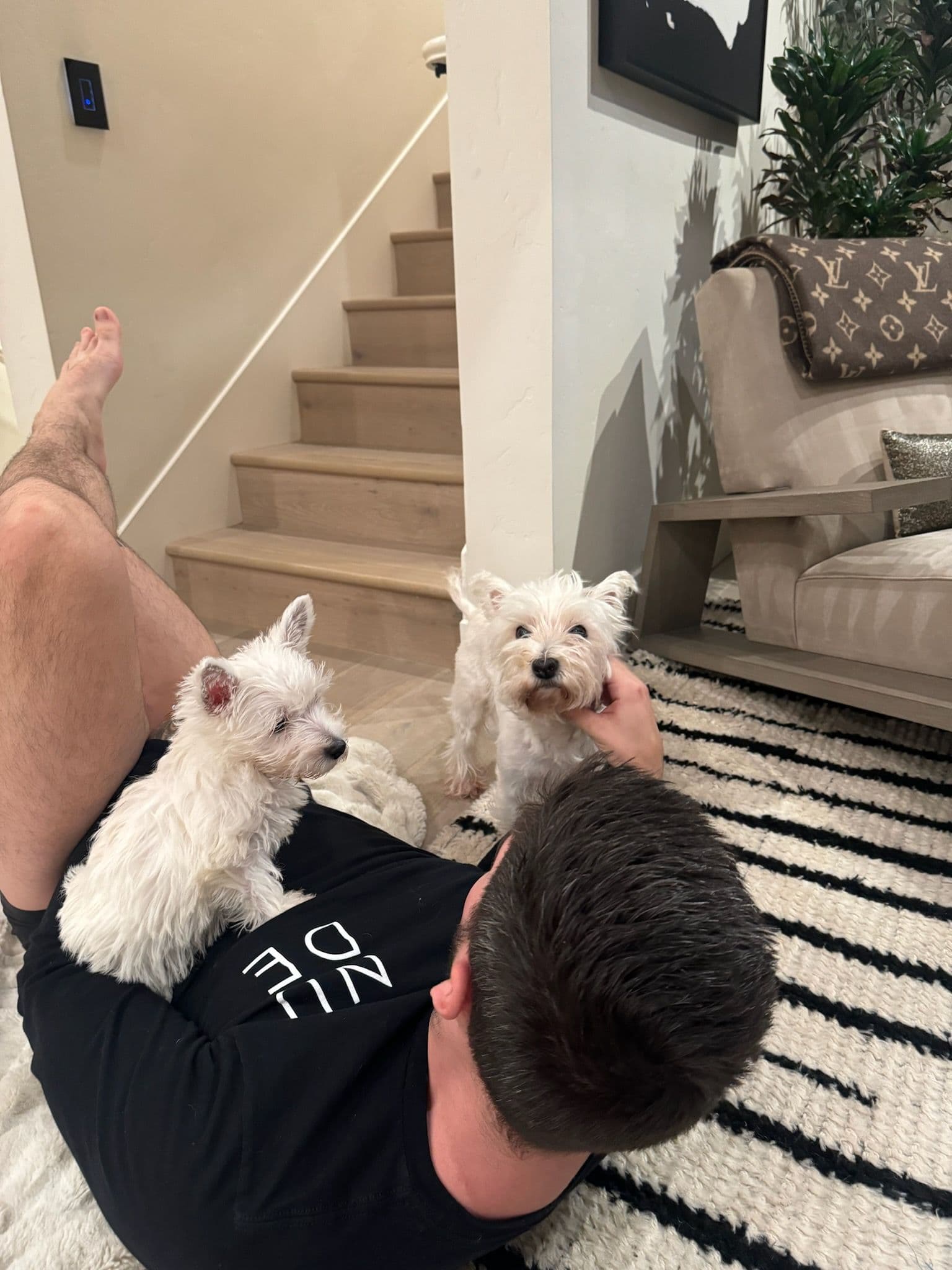 West Highland White Terrier Westie Reviews