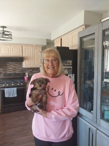 Pawrade customer Catherine S. with their Yorkshire Terrier - Yorkie puppy