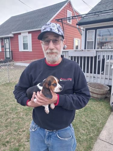 Pawrade customer Louis S. with their Beagle puppy