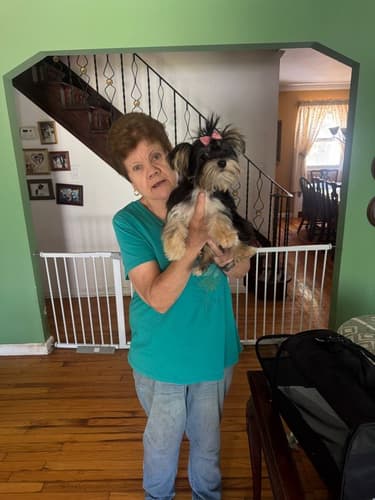 Pawrade customer Donna D. with their Yorkshire Terrier - Yorkie puppy